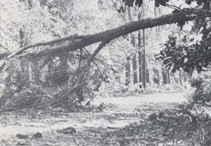 Hurricane Frederic aftermath, 1979